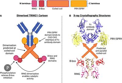 TRIM21/Ro52 - Roles in Innate Immunity and Autoimmune Disease